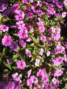 2016 Missouri Botanical Garden Field Trials