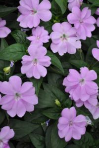 2016 Colorado State University Field Trials 