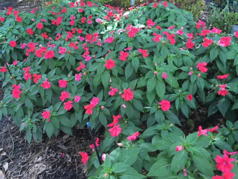 2016 Louisiana State University Field Trials