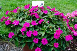 2016 Massachusetts Horticultural Society Field Trials