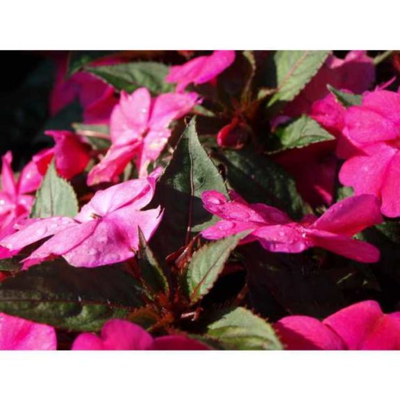 2016 North Carolina State University Field Trials Results