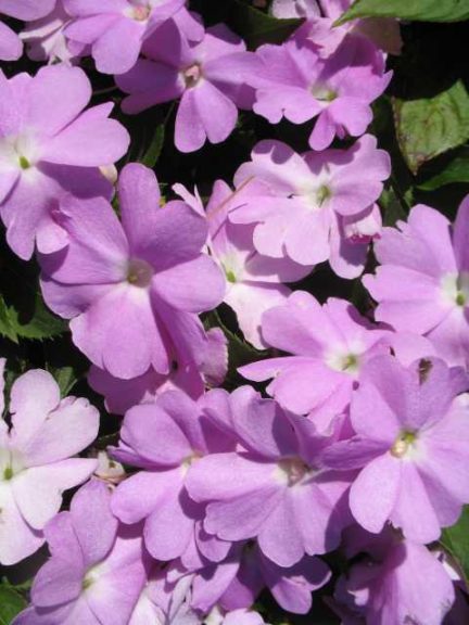 2016 Missouri Botanical Garden Field Trials