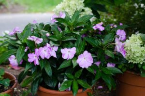 2016 Massachusetts Horticultural Society Field Trials