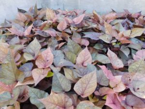 2016 Michigan State University Field Trials