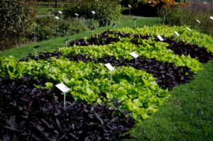 2016 Massachusetts Horticultural Society Field Trials