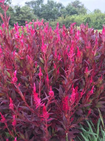 2016 Kansas State University Field Trials