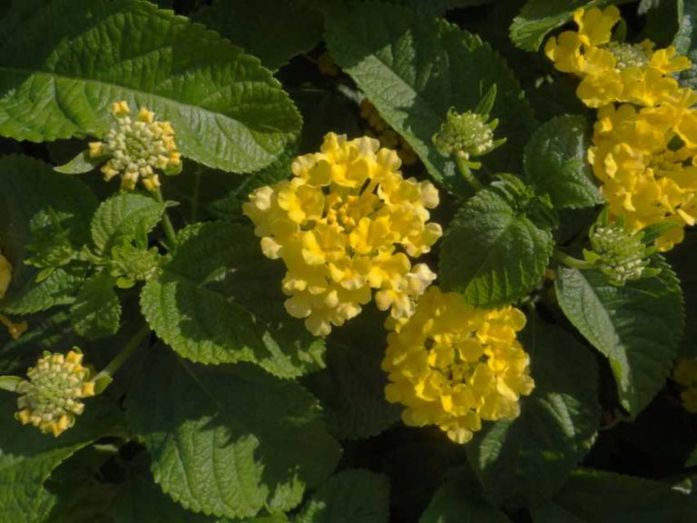 2016 North Carolina State University Field Trials Results