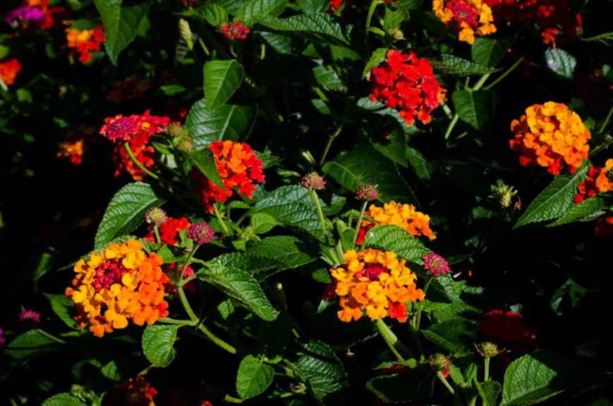 2016 Massachusetts Horticultural Society Field Trials