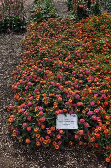 2016 Colorado State University Field Trials 