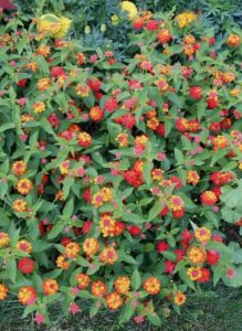 Lantana camara 'Lucky Red'