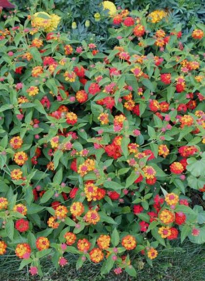 Lantana camara 'Lucky Red'