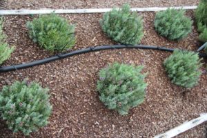 Lavandula 'Essence Purple'