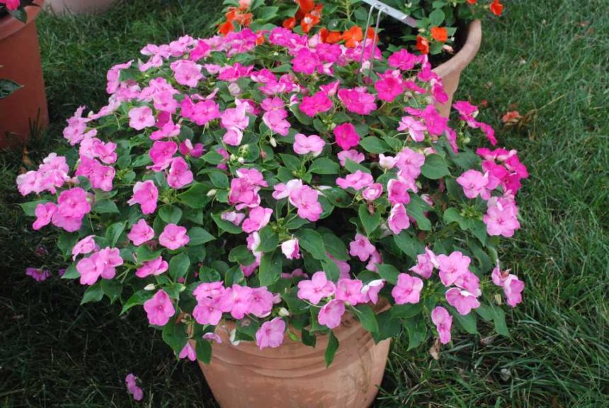 2016 Kansas State University Field Trials