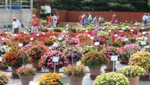 2016 Lucas Greenhouses Field Trials Results