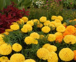 Tagetes 'Taishan Yellow'