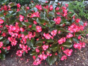 2016 Louisiana State University Field Trials