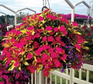 2016 Mast Young Plants Field Trials Results