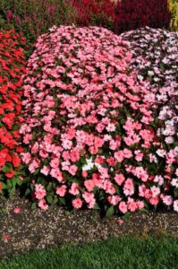 2016 Colorado State University Field Trials 