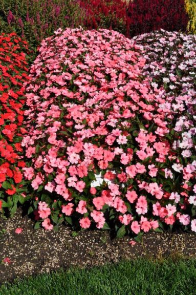 2016 Colorado State University Field Trials 