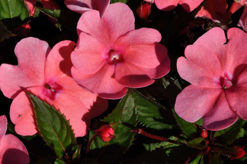 2016 Colorado State University Field Trials 