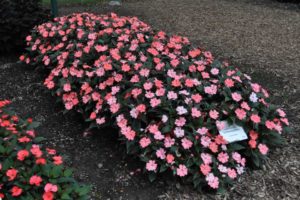 2016 Colorado State University Field Trials 