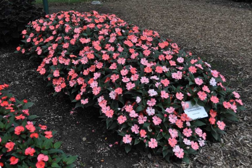 2016 Colorado State University Field Trials 