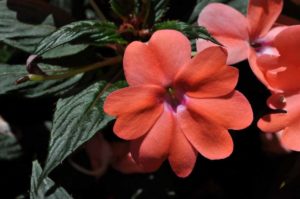 2016 Colorado State University Field Trials 