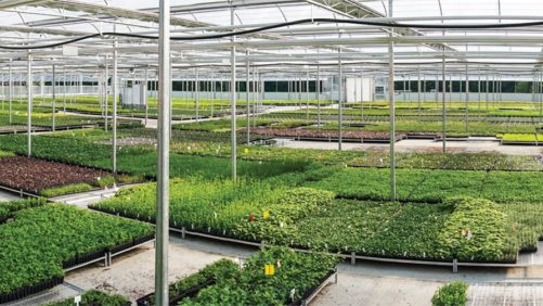 Why You Should Attend the Northeast Greenhouse Conference & Expo