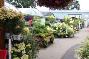 Nursery displays sit on the old parking lot