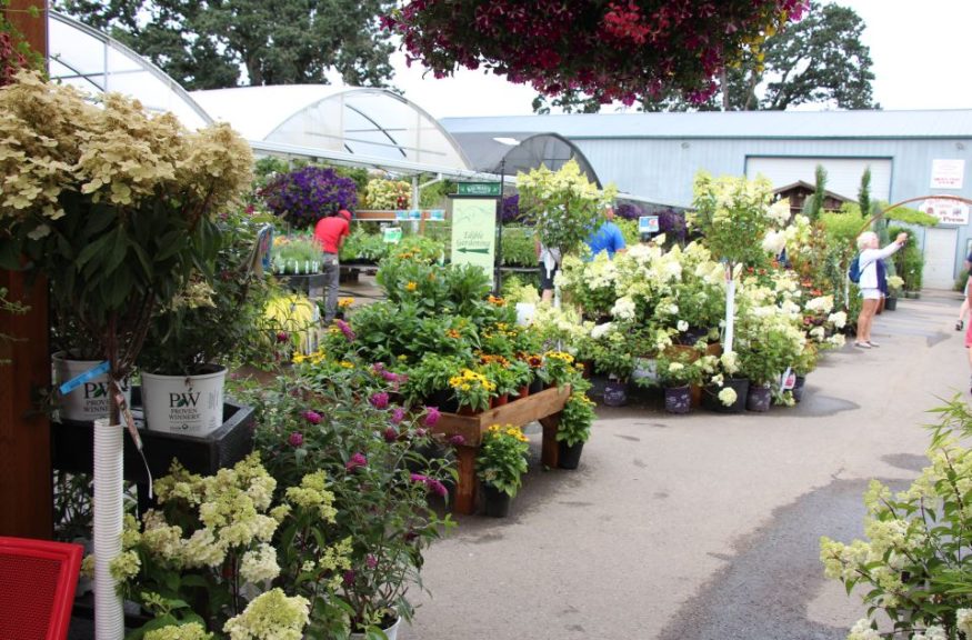 Nursery displays sit on the old parking lot