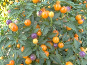 2016 North Carolina State University Field Trials Results