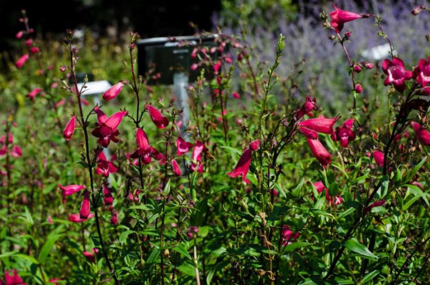 2016 Massachusetts Horticultural Society Field Trials