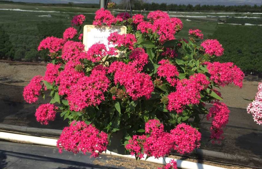 2016 Mast Young Plants Field Trials Results