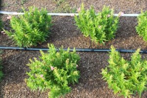 Penstemon Polaris Series