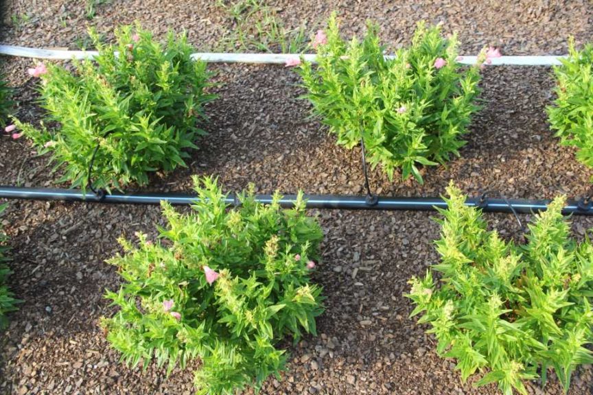 Penstemon Polaris Series