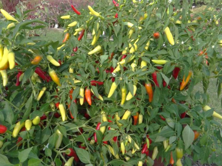 2016 North Carolina State University Field Trials Results