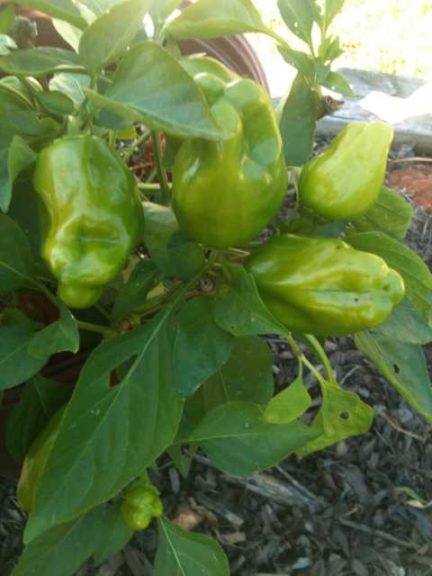 2016 North Carolina State University Field Trials Results