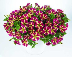 2016 D.S. Cole Growers Field Trials