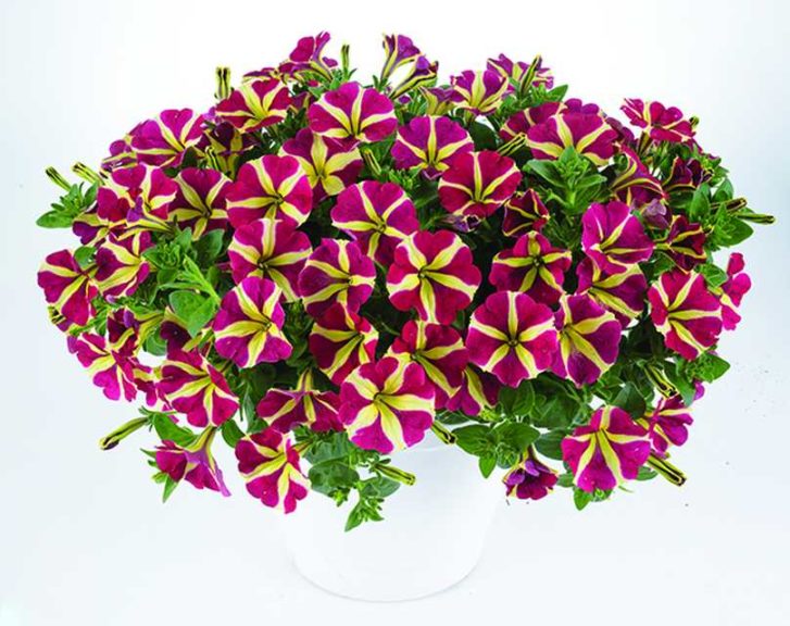 2016 D.S. Cole Growers Field Trials