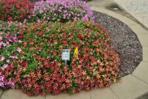 2016 Metrolina Greenhouses Field Trials