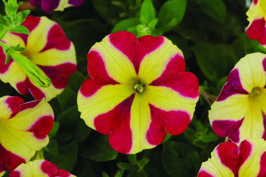 2016 D.S. Cole Growers Field Trials