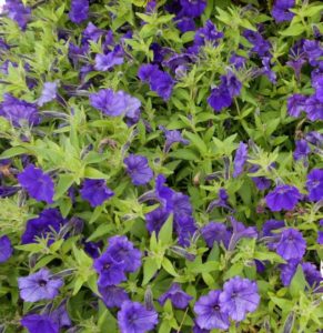 Petunia 'ColorRush Blue'