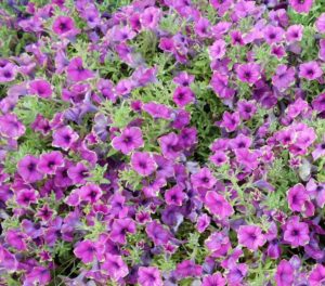 Petunia 'Supertunia Picasso In Purple'