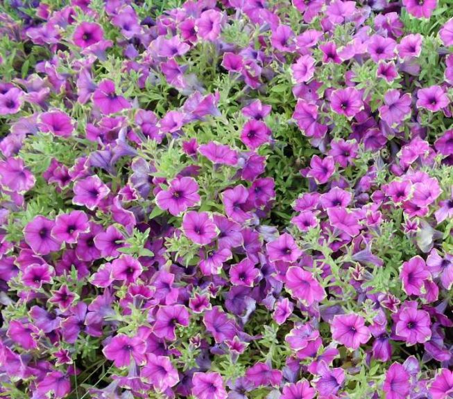 Petunia 'Supertunia Picasso In Purple'