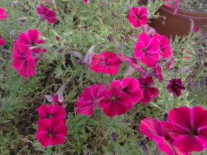 2016 North Carolina State University Field Trials Results