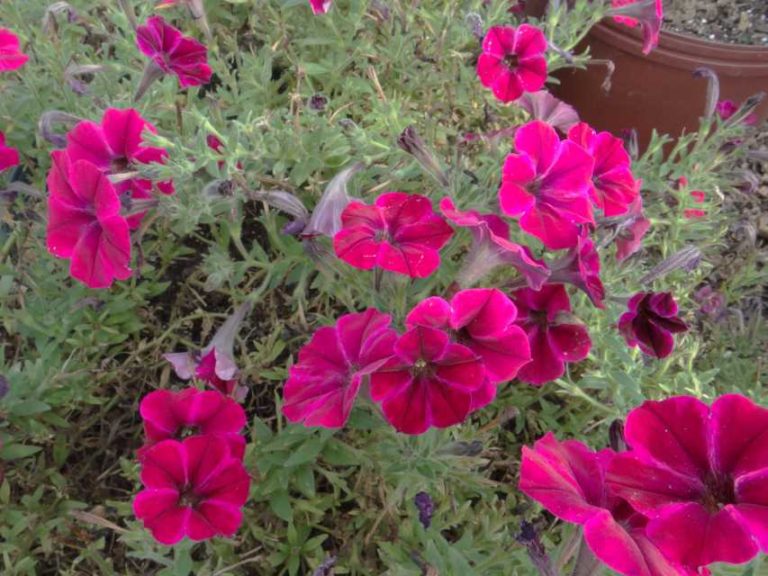 2016 North Carolina State University Field Trials Results