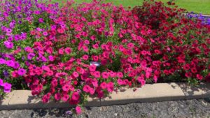 2016 North Dakota State University Field Trials Results