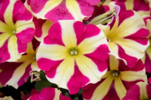 2016 Mast Young Plants Field Trials Results