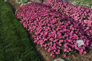 2016 Colorado State University Field Trials 