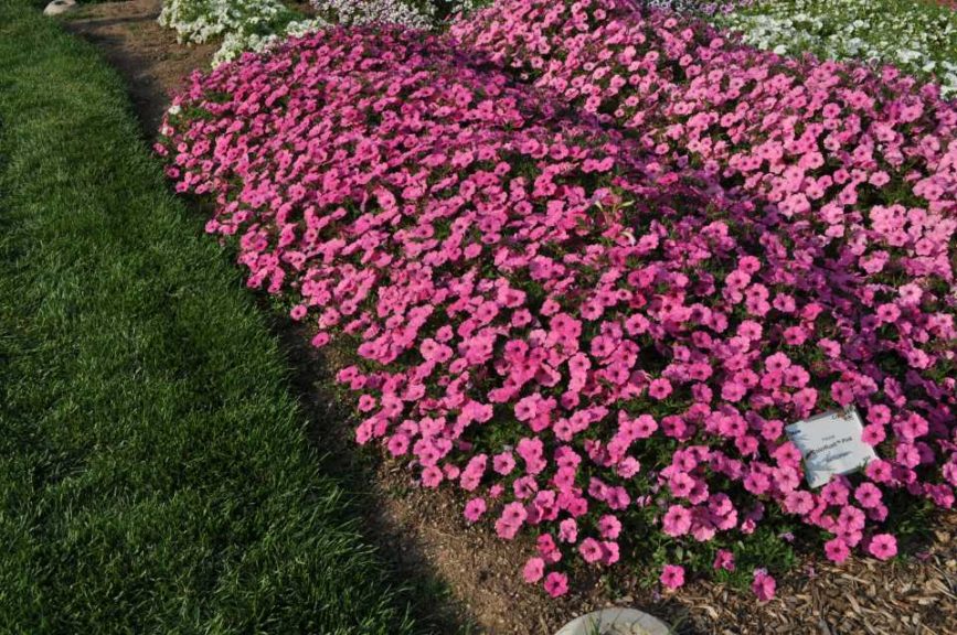 2016 Colorado State University Field Trials 